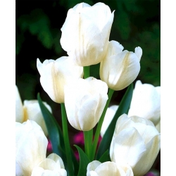 Tulip White Bouquet